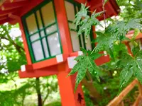 等々力渓谷の写真・動画_image_330481