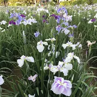 水郷潮来あやめ園の写真・動画_image_330570