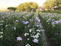 水郷潮来あやめ園の写真・動画_image_330571