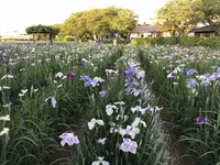 水郷潮来あやめ園の写真・動画_image_330572