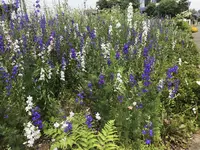 大野屋の写真・動画_image_330880