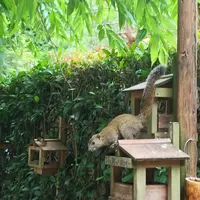 明月院（あじさい寺）の写真・動画_image_331193