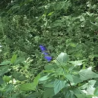 トーベ・ヤンソンあけぼの子どもの森公園の写真・動画_image_331715