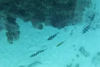 百合ヶ浜の写真・動画_image_331854