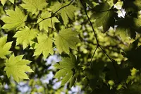 青池の写真・動画_image_331860