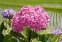 開成あじさいの里の写真・動画_image_332084