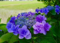 開成あじさいの里の写真・動画_image_332085