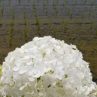 開成あじさいの里の写真・動画_image_332086