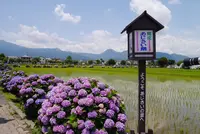 開成あじさいの里の写真・動画_image_332087