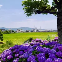 開成あじさいの里の写真・動画_image_332089