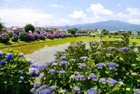 開成あじさいの里の写真・動画_image_332091