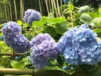 明月院（あじさい寺）の写真・動画_image_332754