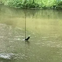 カッパ淵の写真・動画_image_333156