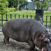 旭川市 旭山動物園の写真・動画_image_333437