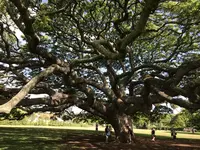 モアナルア・ガーデンズの写真・動画_image_333488