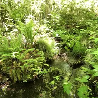 奥入瀬渓流　　の写真・動画_image_338542