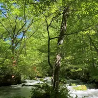 奥入瀬渓流　　の写真・動画_image_338543