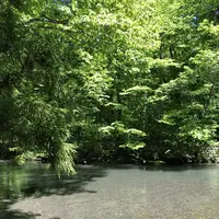 奥入瀬渓流　　の写真・動画_image_338544