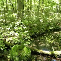 奥入瀬渓流　　の写真・動画_image_338545