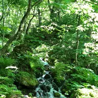 奥入瀬 石ケ戸休憩所の写真・動画_image_338581