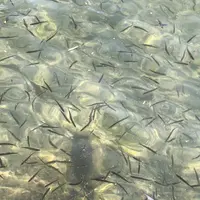 十和田湖の写真・動画_image_338592