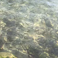 十和田湖の写真・動画_image_338596