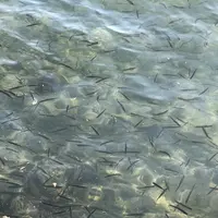 十和田湖の写真・動画_image_338600