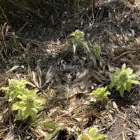 八甲田ロープウェイの写真・動画_image_338741