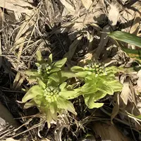 八甲田ロープウェイの写真・動画_image_338743