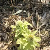 八甲田ロープウェイの写真・動画_image_338748