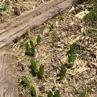 八甲田ロープウェイの写真・動画_image_338778