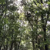 滝尻王子 （熊野古道 中辺路）の写真・動画_image_338875
