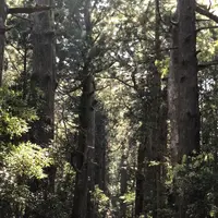 熊野古道大門坂の写真・動画_image_338940