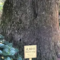 熊野古道大門坂の写真・動画_image_338941