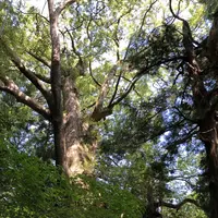 熊野古道大門坂の写真・動画_image_338948
