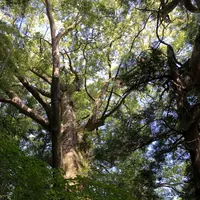 熊野古道大門坂の写真・動画_image_338950