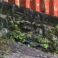 神倉神社の写真・動画_image_339031