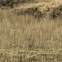 知床五湖の写真・動画_image_339250
