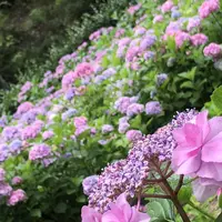 三室戸寺の写真・動画_image_340287