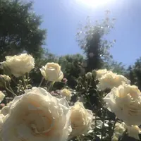 京成バラ園の写真・動画_image_340984