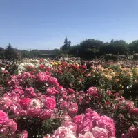 京成バラ園の写真・動画_image_340985