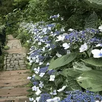 アカオハーブ＆ローズガーデンの写真・動画_image_341139