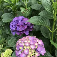 アカオハーブ＆ローズガーデンの写真・動画_image_341140