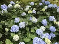 アカオハーブ＆ローズガーデンの写真・動画_image_341141