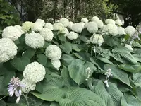 アカオハーブ＆ローズガーデンの写真・動画_image_341142