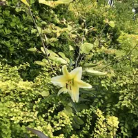 アカオハーブ＆ローズガーデンの写真・動画_image_341144