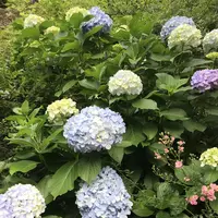 アカオハーブ＆ローズガーデンの写真・動画_image_341146