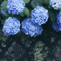 飛鳥山公園の写真・動画_image_342035