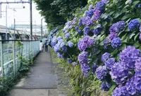 飛鳥山公園の写真・動画_image_342036