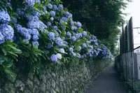 飛鳥山公園の写真・動画_image_342041